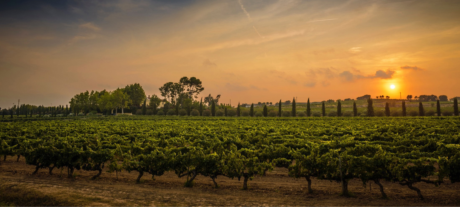 Vineyards of Familia Torres in the Pened&egrave;s